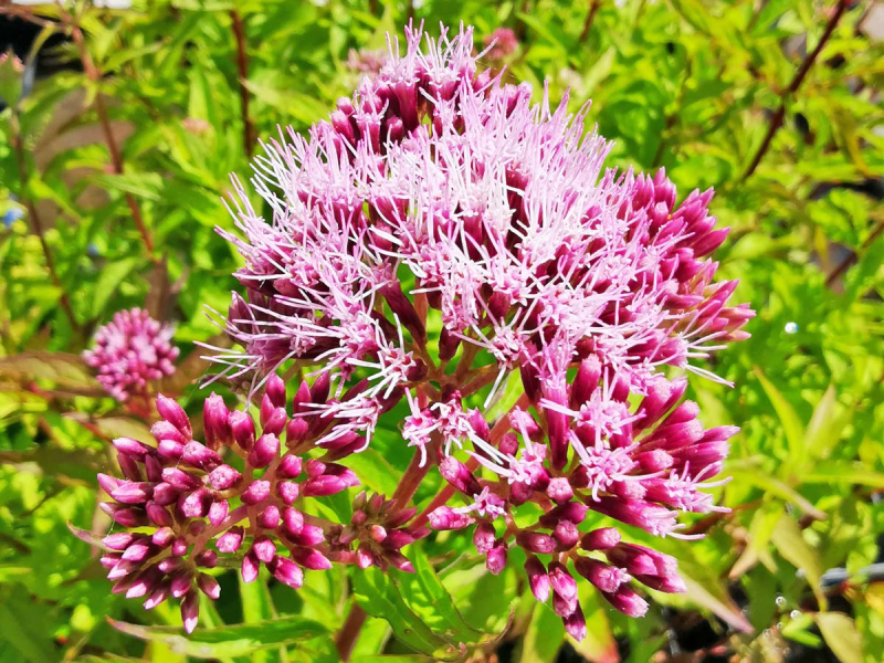 Eupatorium cannabinum - Wasserdost